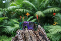 Lunette HEATWAVE